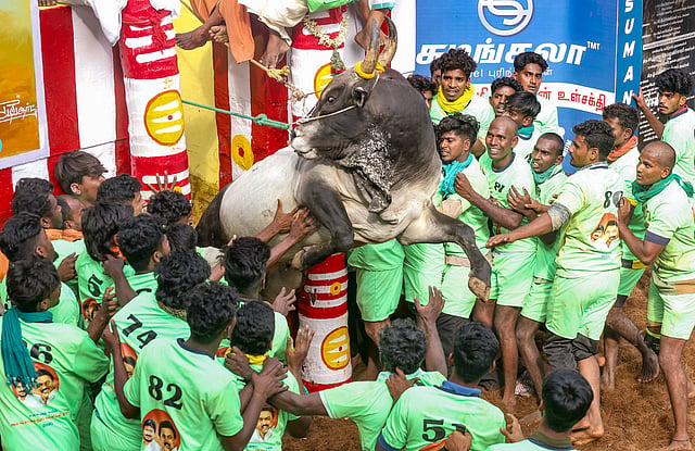 കാളയുമായി മൽപ്പിടിത്തത്തിനിറങ്ങുന്ന പോരാളിക്ക് കാളയുടെ കൊമ്പിൽ പിടിച്ച് മണ്ണിൽ മുട്ടിക്കാനായാൽ വിജയിയായി പ്രഖ്യാപിക്കും