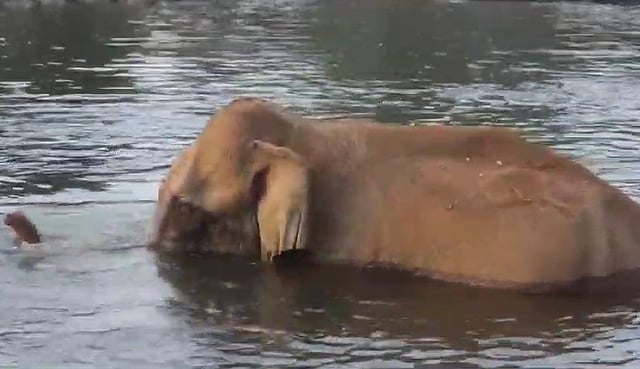 അതിരപ്പിള്ളിയില് മസ്തകത്തില് മുറിവേറ്റ കാട്ടാന