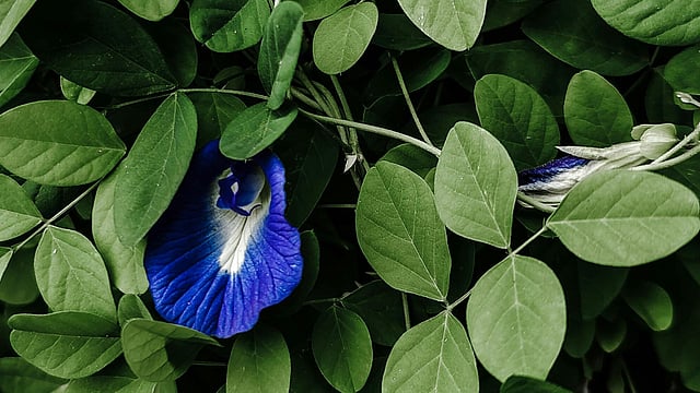 blue tea