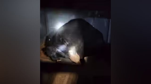 bear