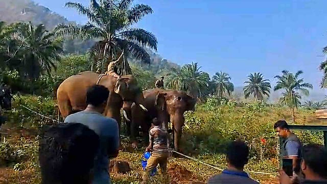 athirappilly injured elephant undergoing treatment