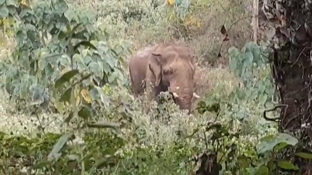 Elephant operation