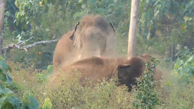 athirappilly injured elephant updation