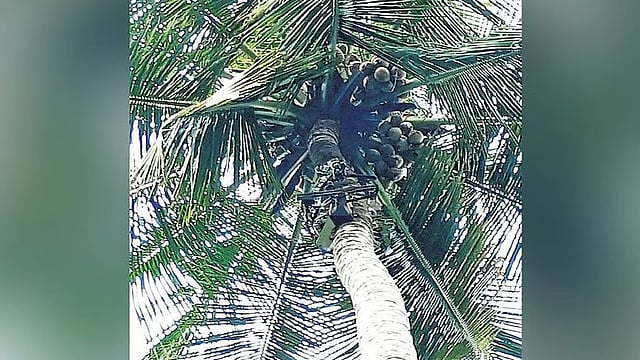 Kozhikode youths develop AI-powered coconut harvester Coco-bot; set to revolutionise farming