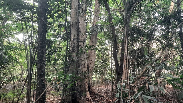 പൂർണ പക്ഷി സങ്കേതം