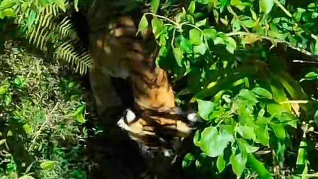 ഗ്രാമ്പിയില് ജനവാസ മേഖലയില് ഇറങ്ങിയ കടുവ
