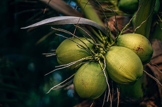 7 benefits of drinking coconut water every day