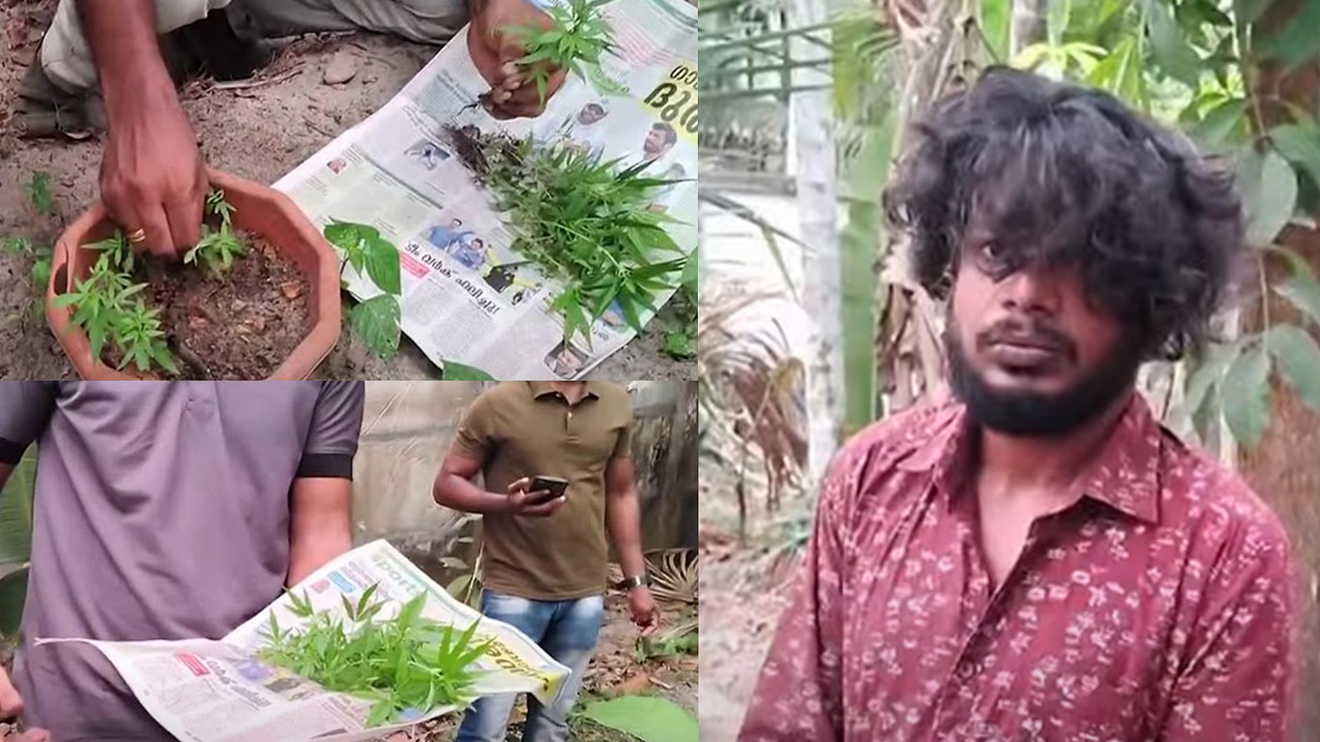 കൊല്ലത്ത് വീട്ടുവളപ്പില്‍ കഞ്ചാവു കൃഷി, 38 ചെടികളും 10.5 കിലോ കഞ്ചാവും പിടികൂടി; രണ്ടു യുവാക്കള്‍ അറസ്റ്റില്‍