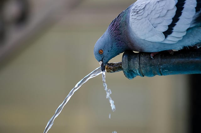 world water day