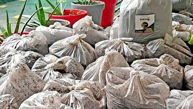 Bans burning of dry leaves