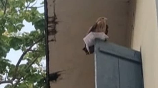 PSC hall ticket snatched by a hawk
