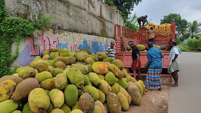 കൊല്ലം, പുനലൂരിൽ പിക്കപ്പ് ട്രക്കിൽ ചക്ക കയറ്റുന്ന തമിഴ്നാട്ടിൽ നിന്നുള്ള വ്യാപാരികൾ