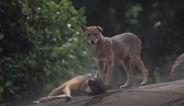 5 people have been bitten by fox Vadakara