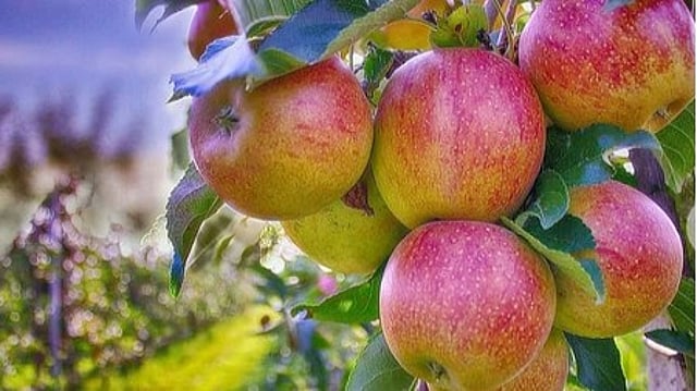 Fruit traders in Delhi to halt apple imports from Turkey
