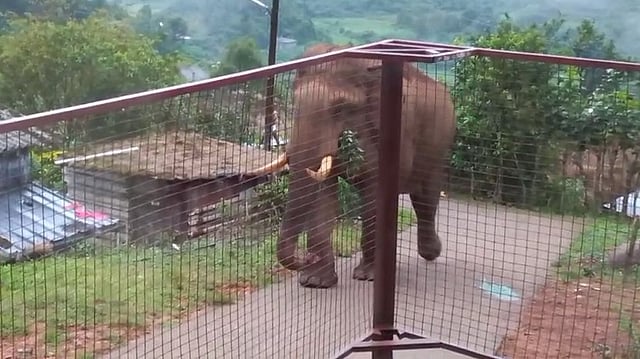 wild elephant