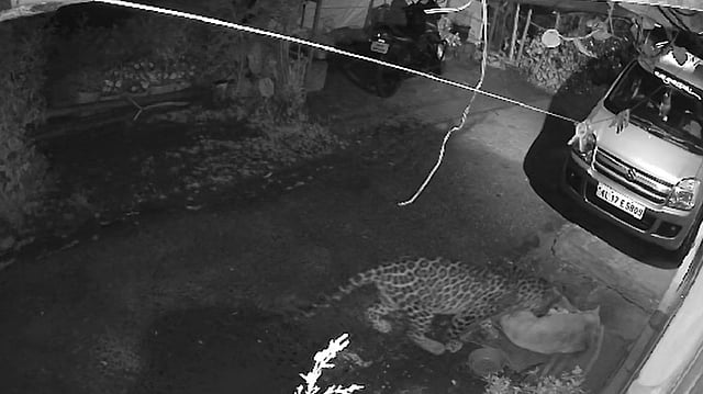 leopard Attack