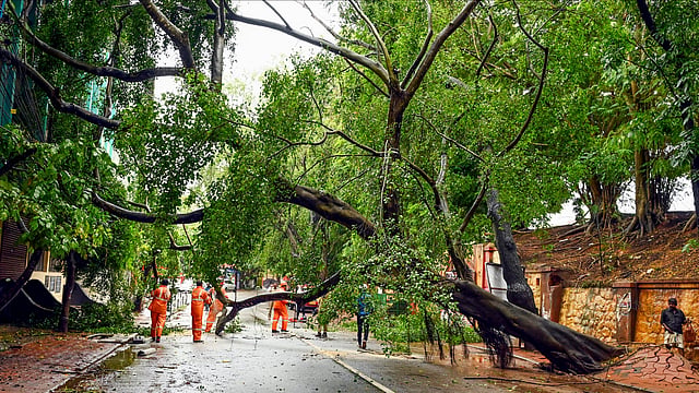 തിരുവനന്തപുരത്ത് കനത്ത മഴയിൽ കടപുഴകി വീണ മരം മുറിച്ചുമാറ്റുന്നു