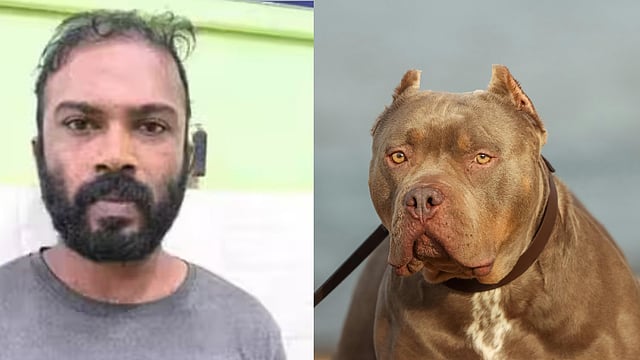 Pit Bull