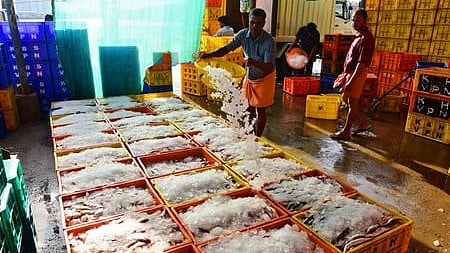 Fish:കേരള തീരത്ത് നിന്ന് പിടിക്കുന്ന മത്സ്യം ഭക്ഷ്യയോഗ്യമാണെന്നും രാസമാലിന്യമില്ലെന്നും സെൻട്രൽ ഇൻസ്റ്റിറ്റ്യൂട്ട് ഓഫ് ഫിഷറീസ് ടെക്നോളജി