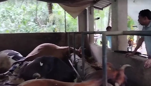 Five cows die of shock in Kannur