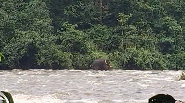 വാഴച്ചാല് പുഴയില് ഒഴുക്കില്പ്പെട്ട് കാട്ടാന, പെരിങ്ങല്കുത്തിന്റെ ഷട്ടറുകള് അടച്ച് കരകയറ്റി വനംവകുപ്പ് - വിഡിയോ