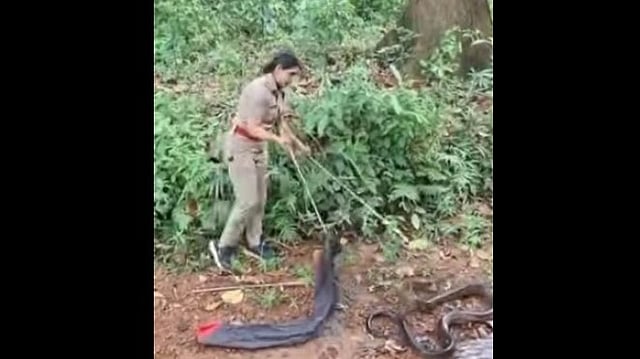 18 അടി നീളം കണ്ടിട്ടും റോഷ്നി ഭയന്നില്ല!; തിരുവനന്തപുരത്ത് കൂറ്റന് രാജവെമ്പാല പിടിയില്- വിഡിയോ