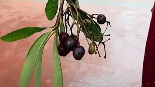 ഞാവല്‍പ്പഴമെന്ന് കരുതി കഴിച്ചു; താമരശ്ശേരിയില്‍ വിഷക്കായ കഴിച്ച വിദ്യാര്‍ഥി ചികിത്സയില്‍ 