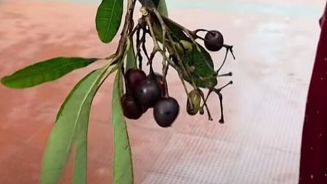 ഞാവല്പ്പഴമെന്ന് കരുതി കഴിച്ചു; താമരശ്ശേരിയില് വിഷക്കായ കഴിച്ച വിദ്യാര്ഥി ചികിത്സയില്