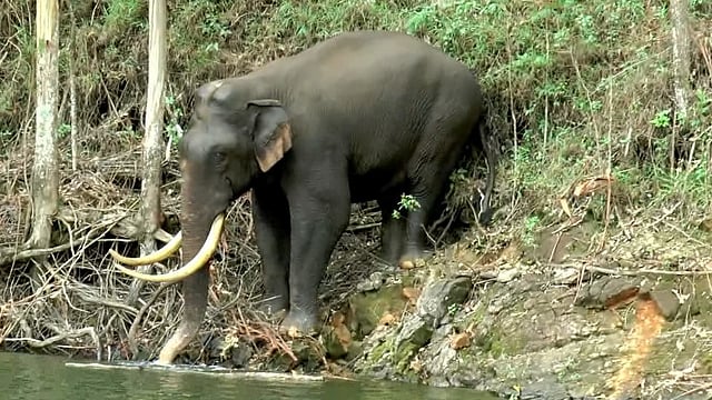 മാട്ടുപ്പെട്ടി ജലാശയം നീന്തിക്കടന്ന് പടയപ്പ; സഞ്ചരികള്‍ക്ക് കൗതുകക്കാഴ്ച, വിഡിയോ 