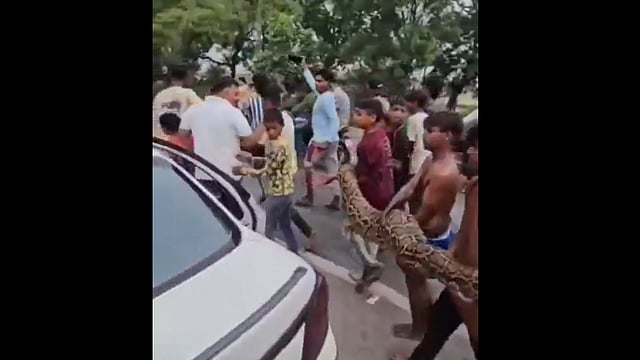 എവിടെ അധികാരികള്?, കൂറ്റന് മലമ്പാമ്പിനെ പൊക്കിയെടുത്ത് കുട്ടികള് നടന്നത് മൂന്നു കിലോമീറ്റർ; സോഷ്യല്മീഡിയയില് വിമര്ശനം- വിഡിയോ