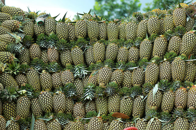 Local pineapple
farm at Vazhkkulam : TP Sooraj TNIe