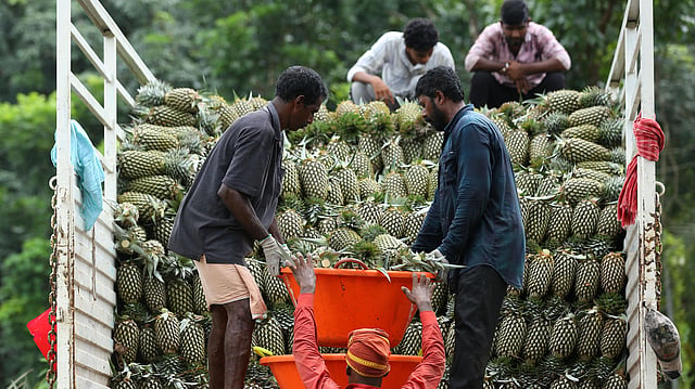 Vazhakulam pineapple : Photo TP Sooraj TNIE