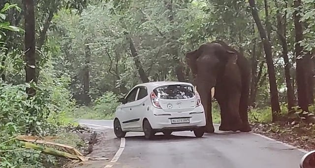 നടുറോഡില്‍ കാര്‍ തള്ളിനീക്കി കാട്ടുകൊമ്പന്‍, യാത്രക്കാര്‍ ഇറങ്ങിയോടി - വിഡിയോ