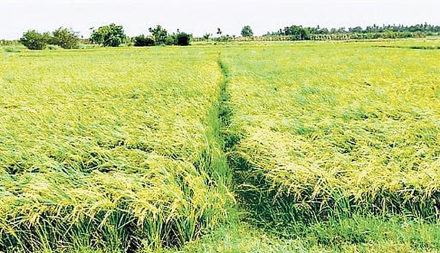 ഭൂമി തരം മാറ്റത്തിന് കാത്തിരിക്കേണ്ട; സംസ്ഥാനത്ത് എസ്ഒപി സംവിധാനം വരുന്നു
