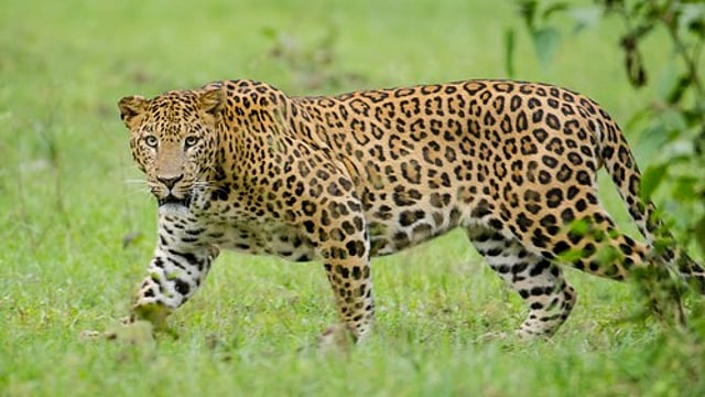 leopard enters house