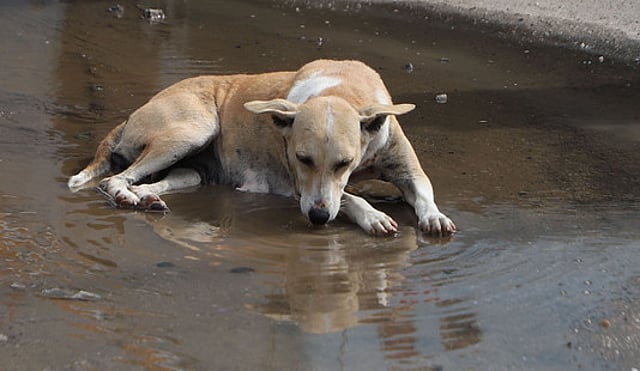 A stray dog