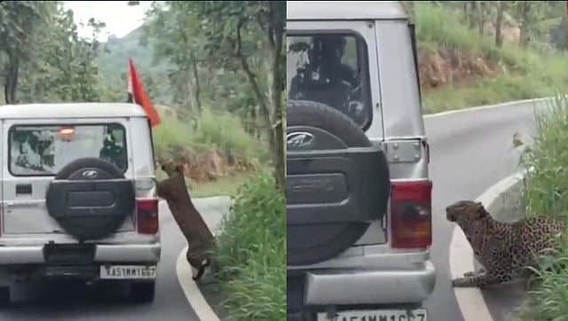 റോഡില് പുലി, ഫോട്ടോയെടുക്കാന് വാഹനത്തില് നിന്ന് കൈ പുറത്തിട്ടു, പിന്നാലെ ആക്രമണം; വിഡിയോ