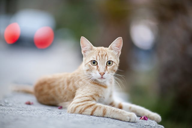 Street cat