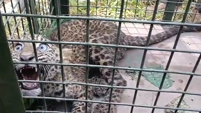 Leopard cub captured