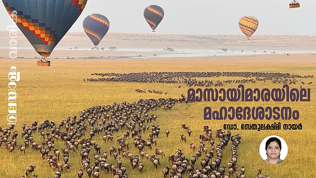 ദി ഗ്രേറ്റ് മൈഗ്രേഷൻ ഓഫ് മസായിമാര: അതിജീവനത്തിനുള്ള ഏറ്റവും വലിയ റൗണ്ട് ട്രിപ്പ് 