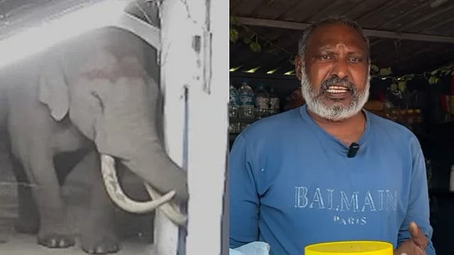 Tusker Padayappa attacks again in Munnar