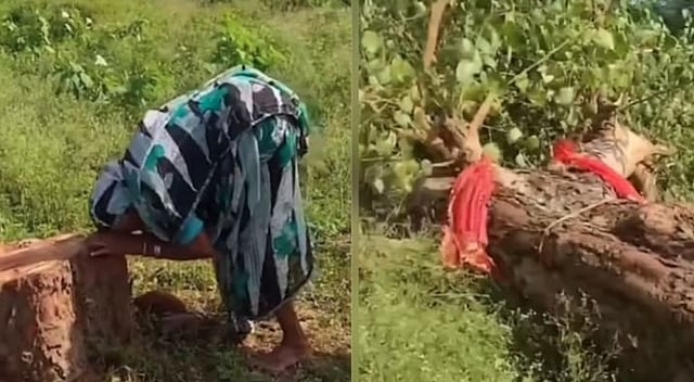 മക്കളെപ്പോലെ പരിചരിച്ചു; വീട്ടുമുറ്റത്ത് വളര്ത്തിയ ആല്മരം ഇരുട്ടില് മുറിച്ചുമാറ്റി; പൊട്ടിക്കരഞ്ഞ് വയോധിക; വീഡിയോ പങ്കുവച്ച് മന്ത്രി
