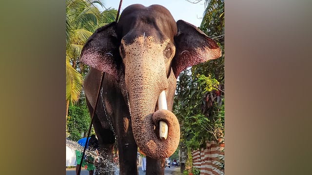 ഗുരുവായൂര് ആനക്കോട്ടയിലെ കൊമ്പന് ഗോകുല് ചരിഞ്ഞു