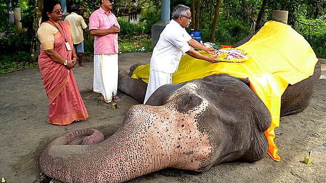 ചികിത്സയിലുള്ള ആനയ്ക്ക് ക്രൂര മർദ്ദനം? ഗുരുവായൂർ ദേവസ്വം കൊമ്പൻ ഗോകുൽ ചരിഞ്ഞതിൽ ആരോപണം