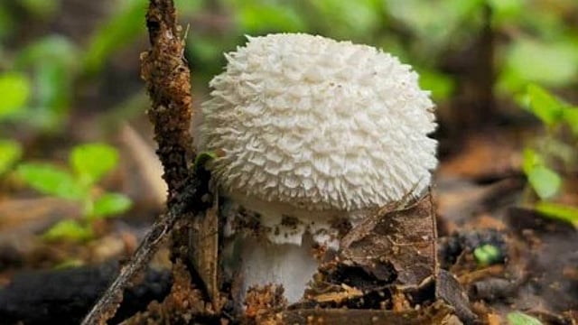 mushroom