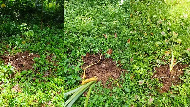 കാട്ടുപന്നി നശിപ്പിച്ച കൃഷിയിടം