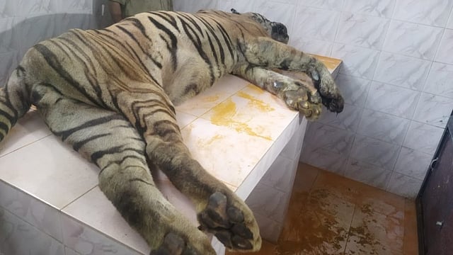 Tiger Rishiraj