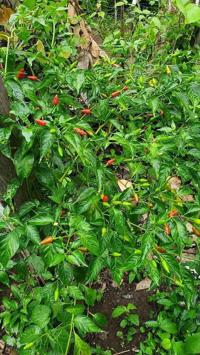 കാന്താരി