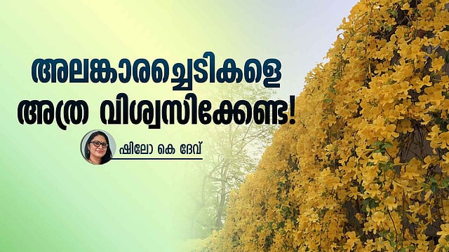 ക്യാറ്റ് ക്ലോ : മഞ്ഞപ്പൂക്കളിൽ വിടരുന്ന അപകടം