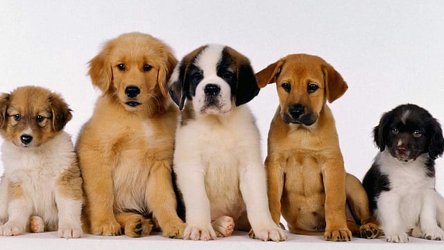 licence became mandatory to have dogs
